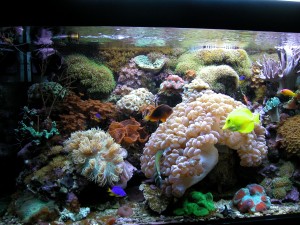 Acquario 1°marino (2006) foto 5