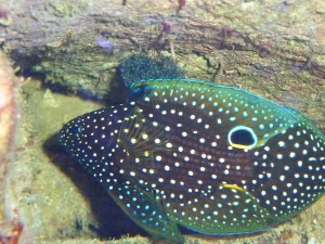 Cernia e uova 2