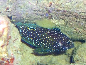 Cernia e uova 2° depos. 1