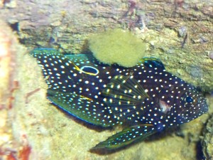 Cernia e uova 2° depos.2