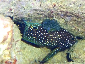 Cernia e uova 3