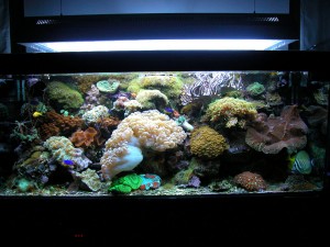 acquario 1°marino (2006) foto 1