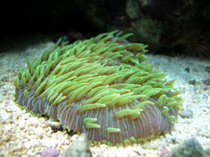 acquario 1°marino (2006) foto 10