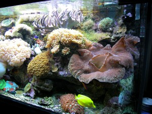 acquario 1°marino (2006) foto 2