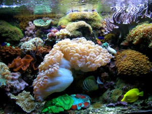 acquario 1°marino (2006) foto 3