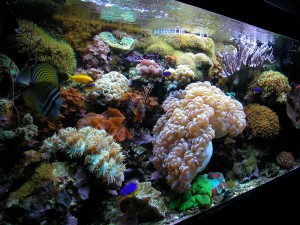 acquario 1°marino (2006) foto 4