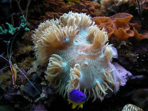 acquario 1°marino (2006) foto 7