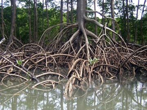 foto mangrovie articolo allevamento